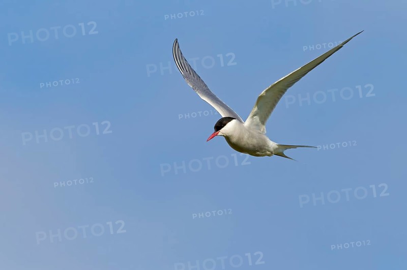 Arctic Arctic Tern, (Sterna paradisaea), animals, birds, subspecies of the tern family, flight photo, Norðurþing, Húsavík, Iceland