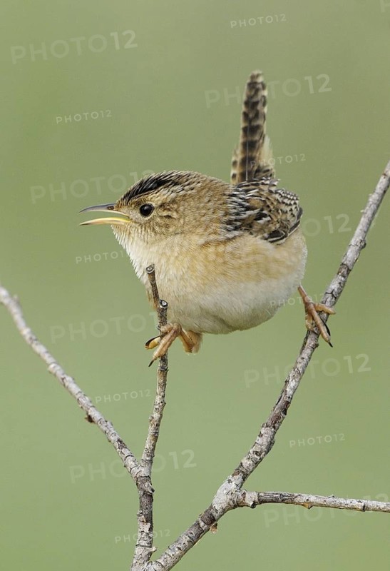 Sedge Wren (Cistothorus platensis), Alberta, Canada