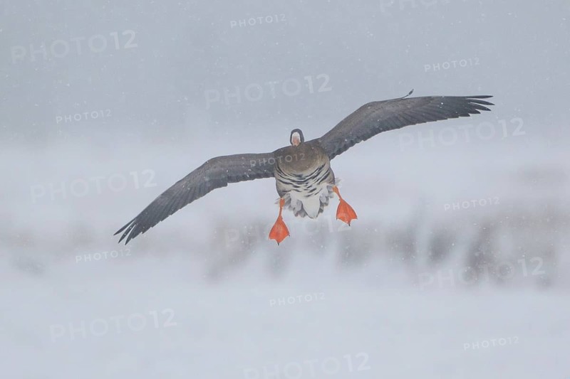 Greater White-fronted Goose (Anser albifrons) flying, North Rhine-Westphalia, Germany