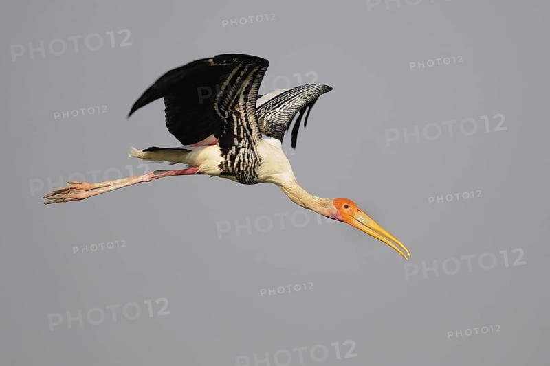 Painted Stork (Mycteria leucocephala) flying, India
