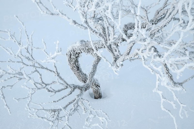 Frost-covered fjällbirke, Saariselkä, Lapland, Finland, January 2025