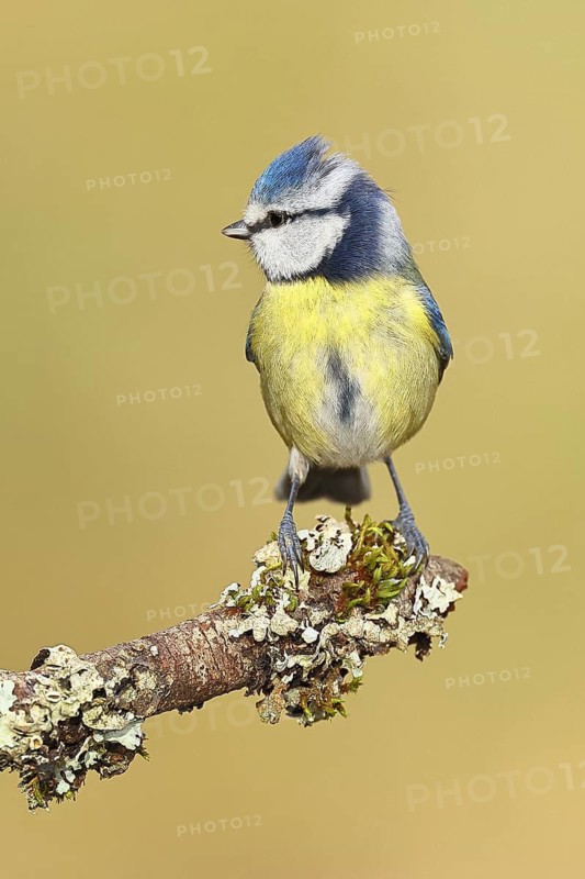 Blue tit (Parus caeruleus), sitting on a branch overgrown with lichen, Wilnsdorf, North Rhine-Westphalia, Germany