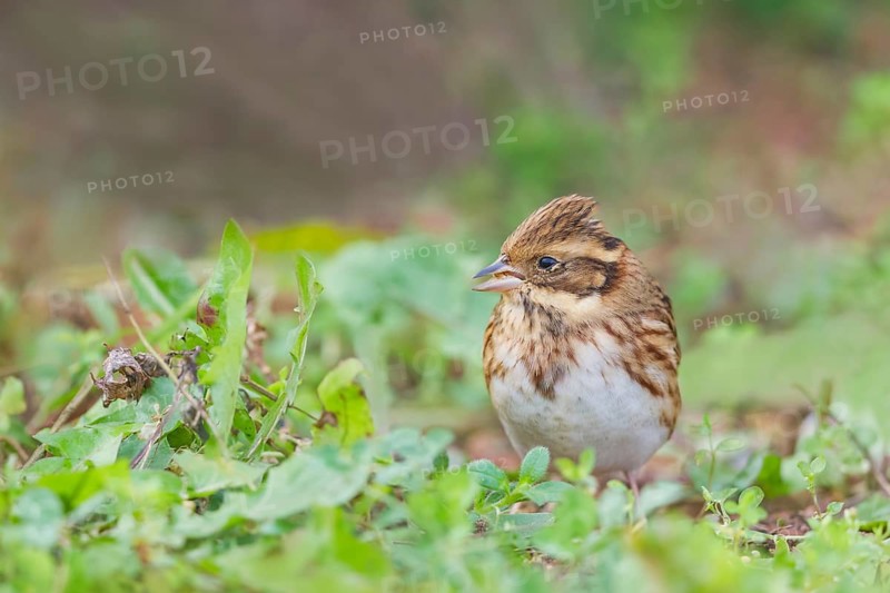 Waldammer, Emberiza rustica Rustic Bunting, Emberiza rustica
