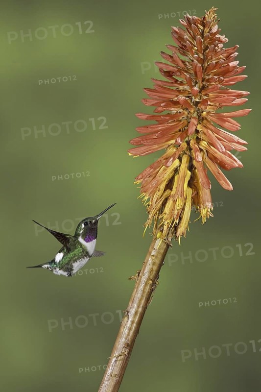 White-bellied Woodstar (Chaetocercus mulsant), male flying and feeding at flower, Ecuador