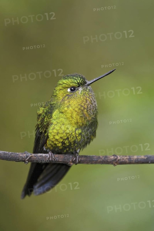 Golden-breasted Puffleg (Eriocnemis mosquera), Ecuador