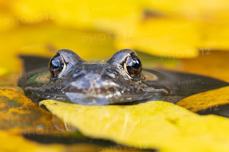 Common frog (Rana temporaria) adult amphibian on the water surface of a pond with fallen autumn leaves, England, United Kingdom