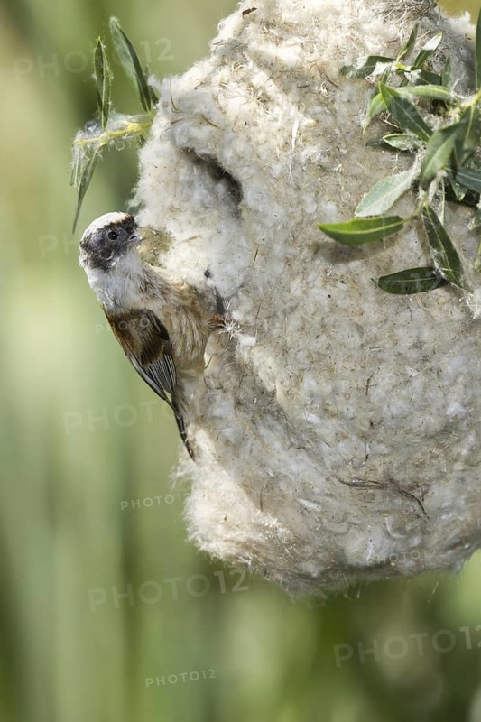 Eurasian Penduline Tit (Remiz pendulinus) male, Castile, Spain