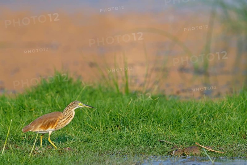 Squacco heron, heron, animals, birds, biotope, foraging, (Ardeola ralloides), Lesbos, Salalah, Dhofar, Greece