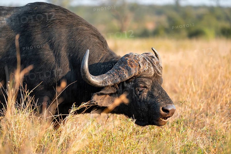 Cape buffalo (Syncerus caffer caffer), adult male, in dry grass, in the evening light, animal portrait, Kruger National Park, South Africa