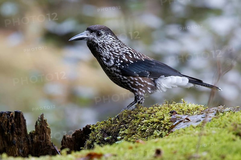 Spotted Nutcracker (Nucifraga caryocatactes) perched on the ground, Baden-Wuerttemberg, Germany