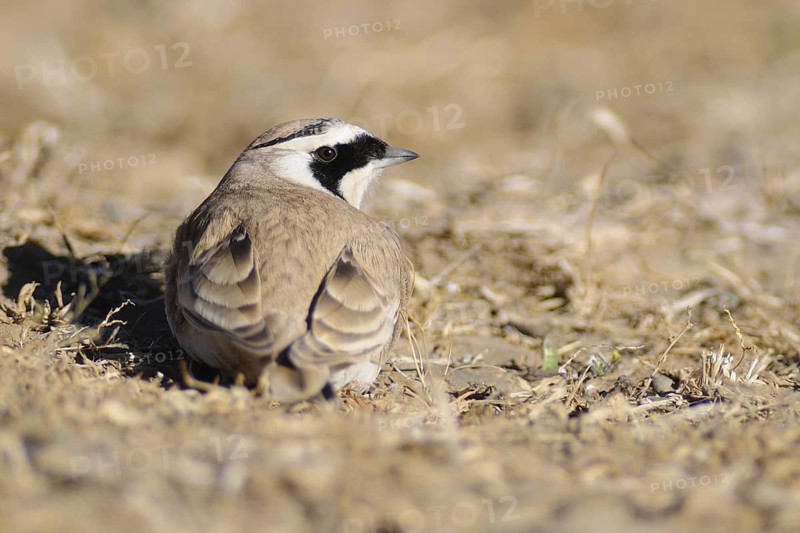 Horned Lark (Eremophila alpestris), Tibet, China
