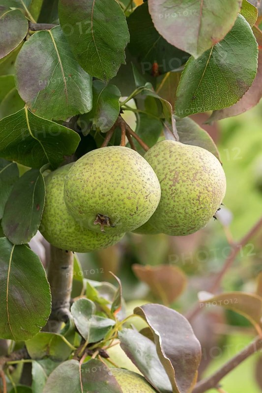 Pear (Pyrus communis 'Karcherbirne'), Bundessorteamt, Germany