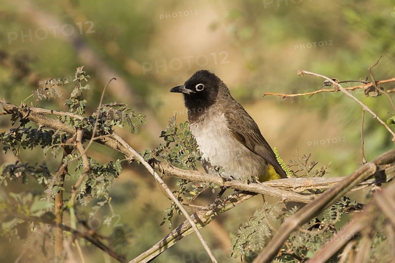 White-spectacled Bulbul (Pycnonotus xanthopygos), Oman