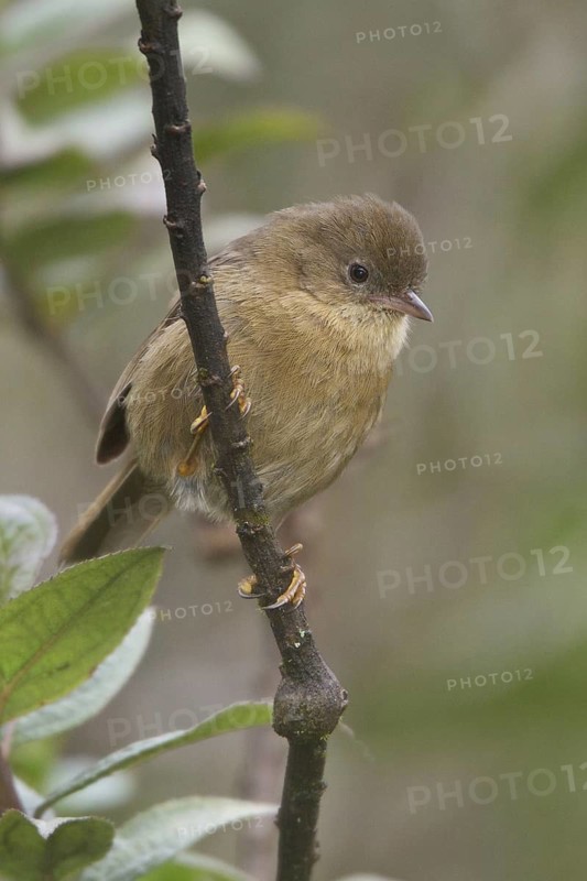 Pardusco (Nephelornis oneilli), Bosque Unchog Reserve, Peru