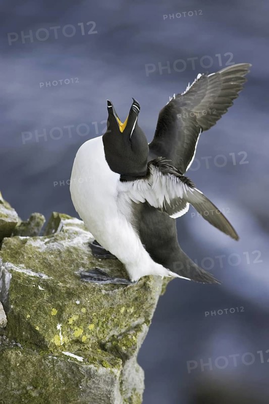Razorbill (Alca torda), Iceland