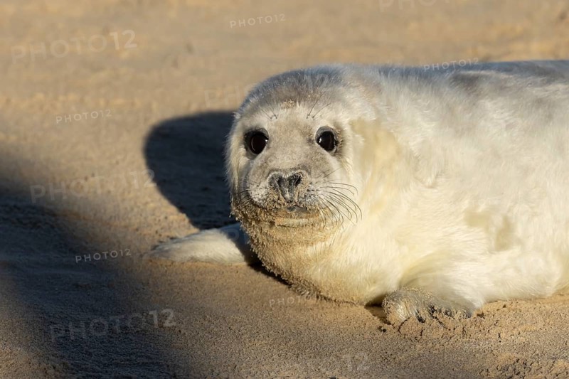 Grey seal (Halichoerus grypus) juvenile baby pup animal resting on a sandy beach in winter, England, United Kingdom