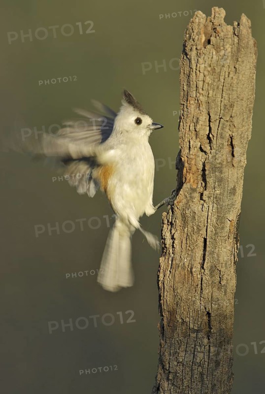 Black-crested Titmouse (Baeolophus atricristatus), Texas, USA