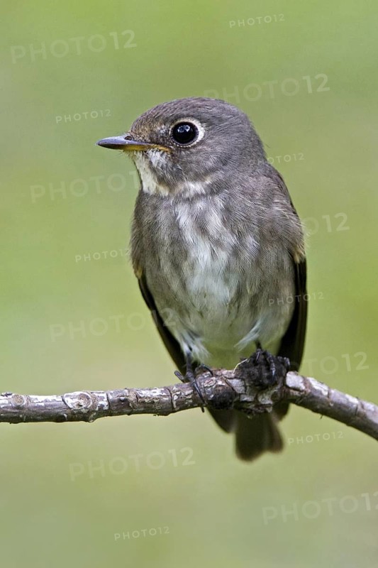 Dark-sided Flycatcher (Muscicapa sibirica), Singapore