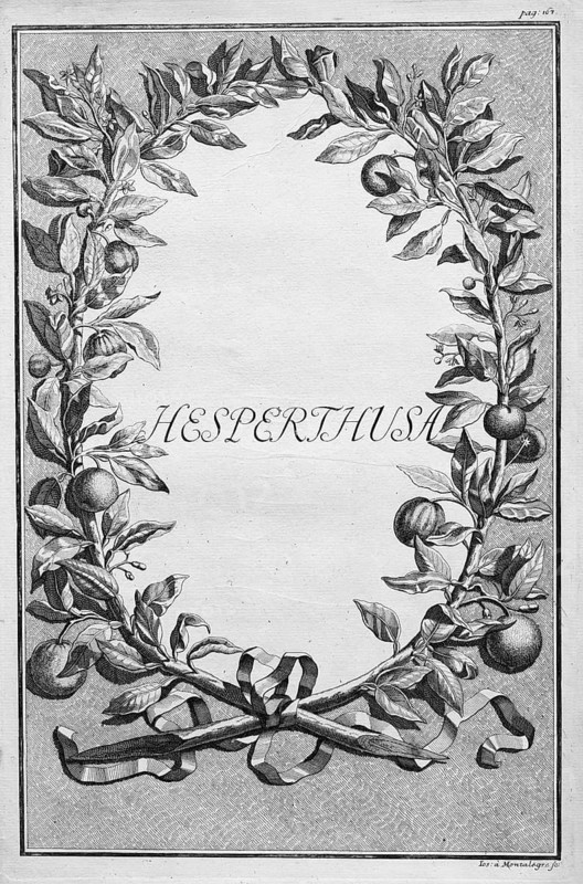 Hesperthusa, wreath of orange branches with orange fruits, title page, copper engraving or copper etching by Johann Christoph Volkamer or Volckamer, from Nürnbergische Hesperides oder gründliche Beschreibung der Edlen Citronat, Citronen, und Pomerantzen-Früchte, Nuremberg 1708, 1714