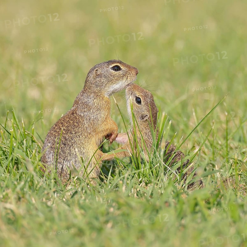European ground squirrel (Spermophilus citellus) adult with young in a meadow, Burgenland Austria