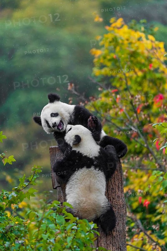 Two Giant Pandas, cubs, ailuropoda melanoleuca, climb in a tree
