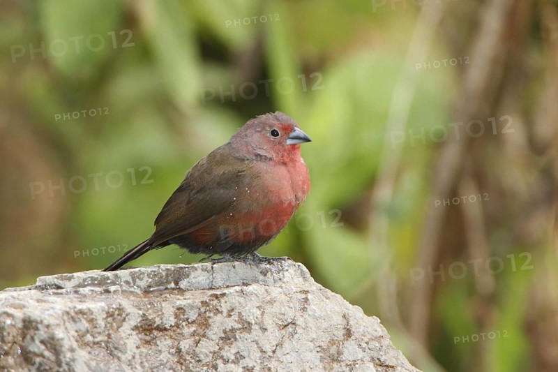 Afriican Firefinch, Lagonosticta rubricata