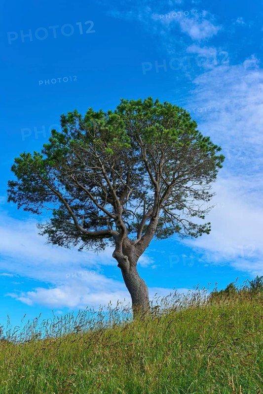 A large tree stands majestically on a green meadow under a bright blue sky, Cathedral Cove, Hahei, Coromandel Peninsula, North Island, New Zealand