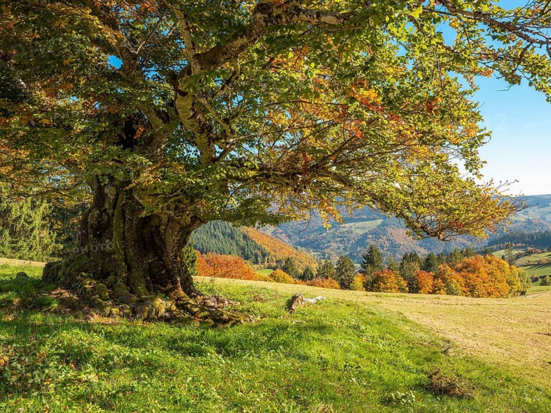 Old willow beech in autumn, Schönau in the Black Forest, Baden-Württemberg, Germany