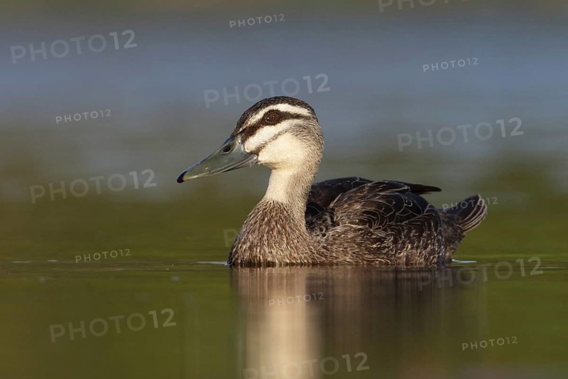 Pacific Black Duck (Anas superciliosa), Victoria, Australia