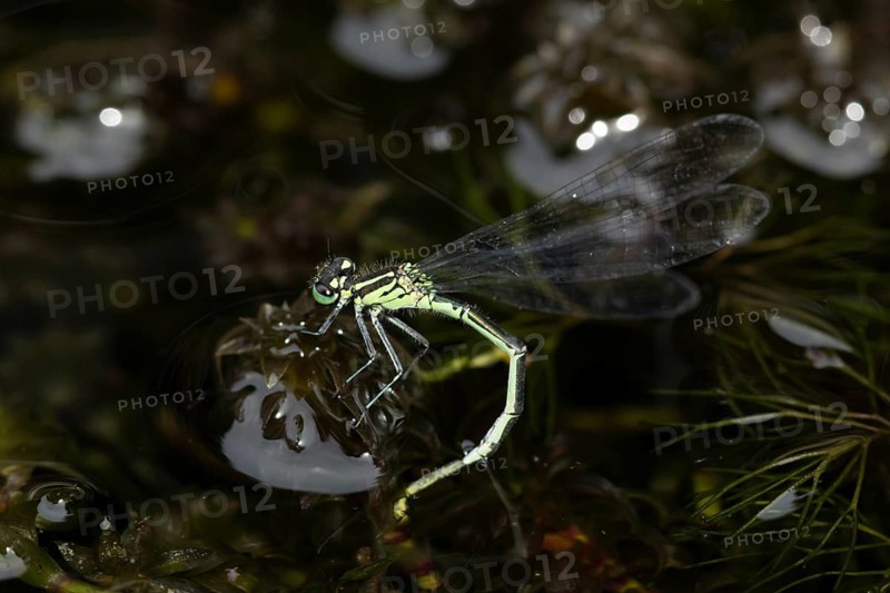 Blue tailed damselfly (Ischnura elegans) adult female insect egg laying or ovipositing or oviposition in a garden pond in summer, Suffolk, England, United Kingdom