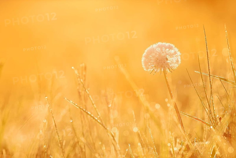 Common dandelion (Taraxacum officinale), fruit stand backlit at sunrise, North Rhine-Westphalia, Germany