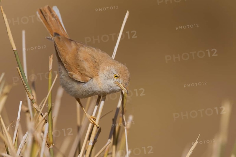 African Desert Warbler - Saharagrasmücke - Sylvia deserti, Morocco