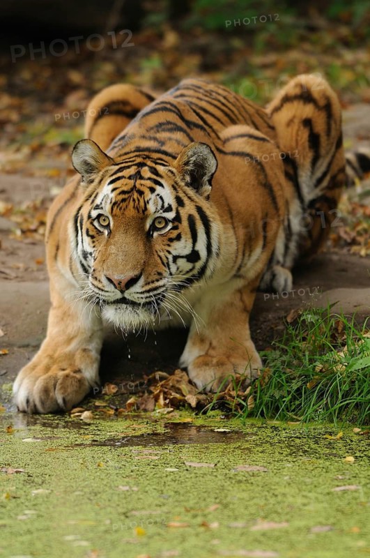 A tiger lurks vigilantly at the edge of a body of water in autumnal surroundings, Siberian tiger (Panthera tigris altaica), captive, occurring in Russia, North Korea and China