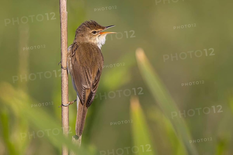 Eurasian Reed Warbler (Acrocephalus scirpaceus) singing, North Rhine-Westphalia, Germany