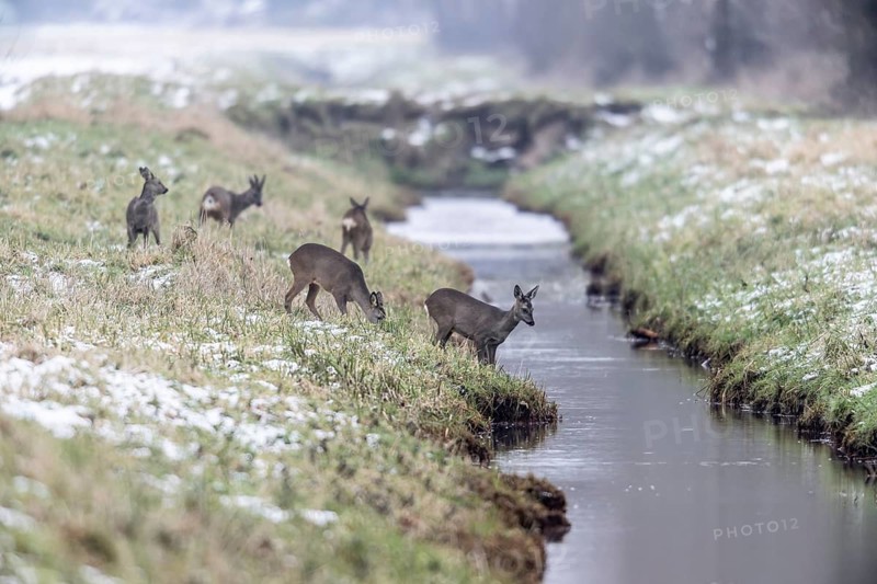 Roe deer (Capreolus capreolus), Emsland, Lower Saxony, Germany