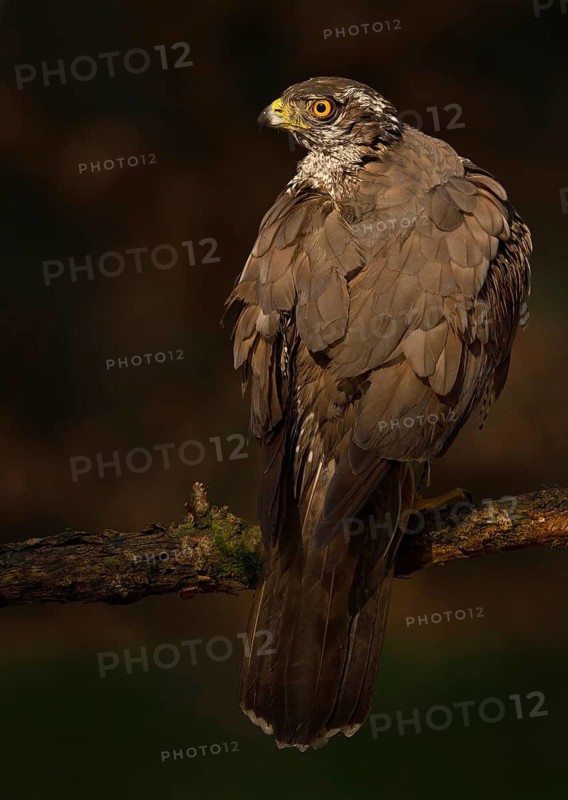 Northern Goshawk (Accipiter gentilis) male, Utrecht, Netherlands