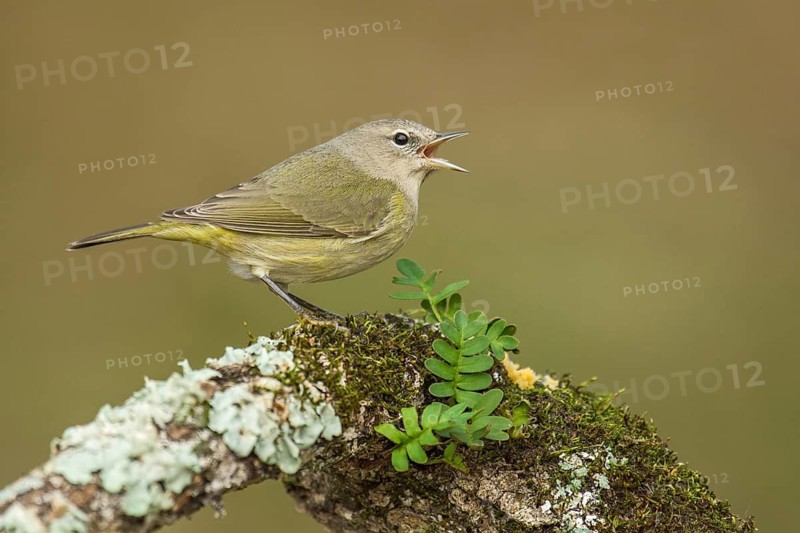 Orange-crowned Warbler (Leiothlypis celata) singing from an old lichen trunk, Texas, USA