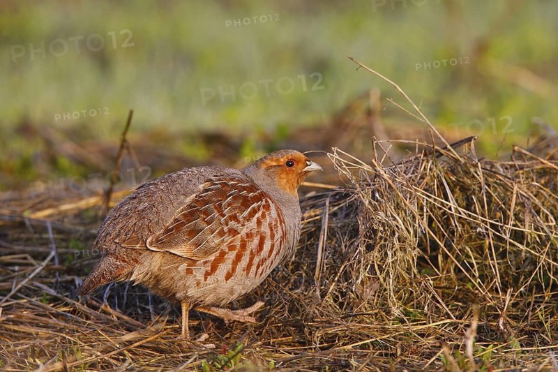 Grey Partridge (Perdix perdix) male, North Rhine-Westphalia, Germany