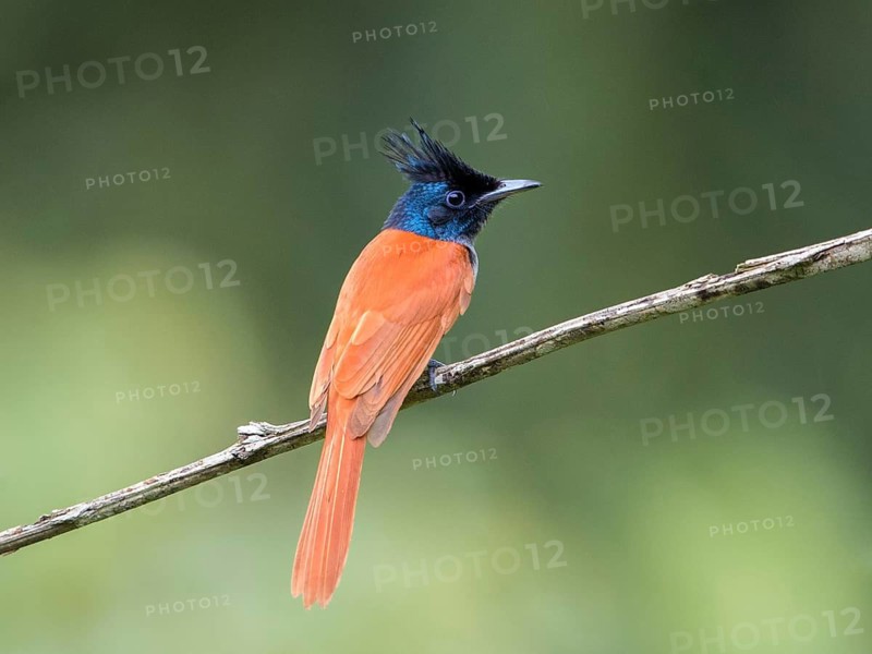 Asian Paradise Flycatcher (Terpsiphone paradisi) female, Sri Lanka