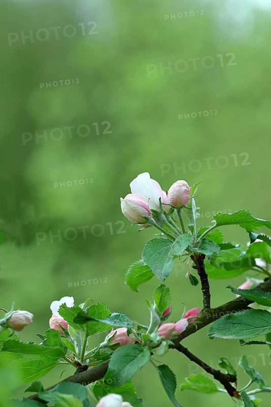 Apple blossoms (Malus), white still closed blossoms with bokeh in the background, Wilnsdorf, Nordrhein. Westphalia, Germany