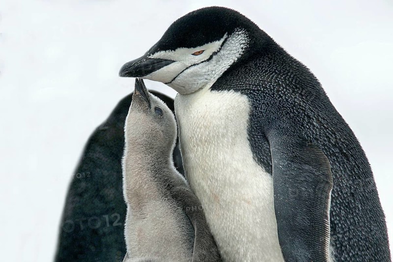 Animals, mammals, penguin, penguins, bridled penguin, Half Moon Island, Antarctica