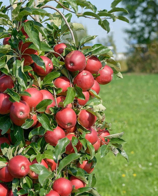 Apple (Malus domestica 'Gemini'), Bundessortenamt Prüfstelle Wurzen, Federal Republic of Germany