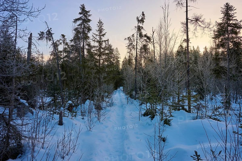 Snow-covered trail in winter forest at sunrise, winter, Filzwald, St. Oswald-Riedlhütte, Bavarian Forest National Park, Bavaria, Germany