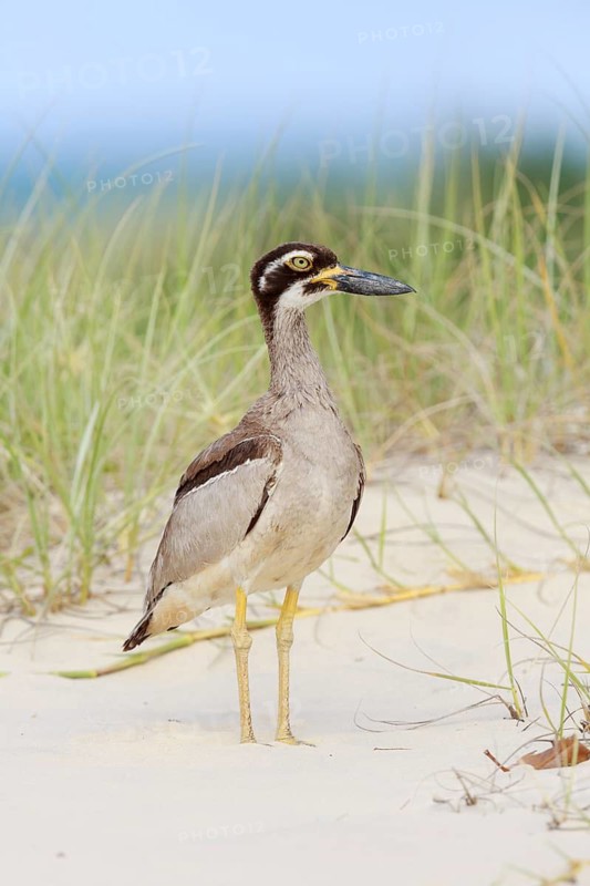 Beach Stone-curlew (Esacus magnirostris), Queensland, Australia