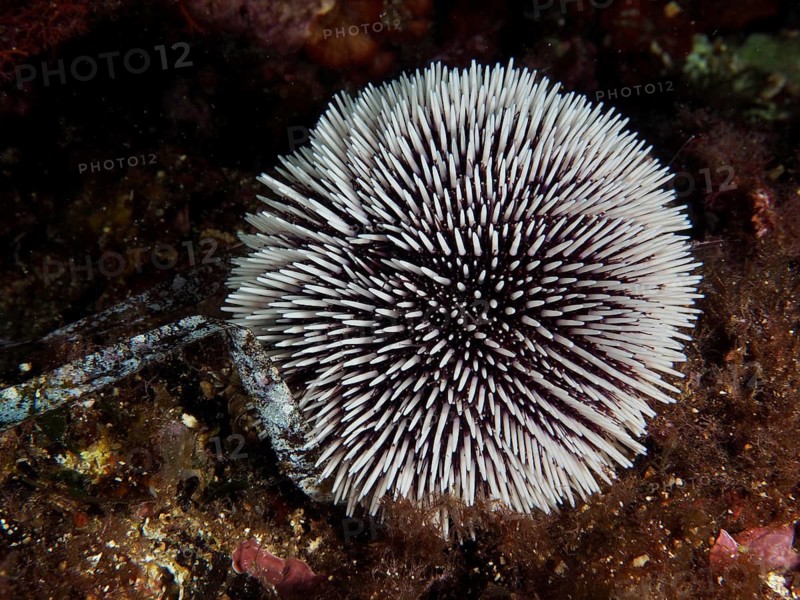 Spiny sea urchin, Sphaerechinus granularis, on seabed, dive site Giens Peninsula, Mediterranean Sea, Porquerolles, Provence, Côte d'Azur, France