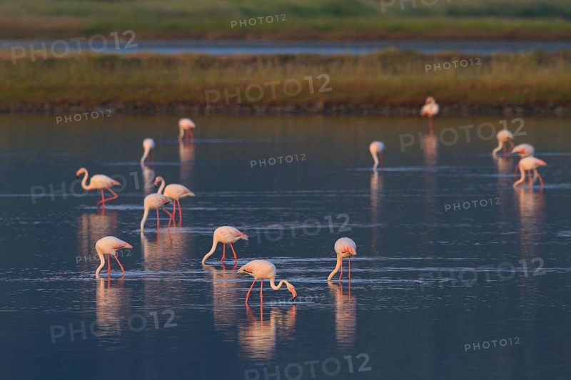 Greater Flamingo (Phoenicopterus roseus) foraging, Greece