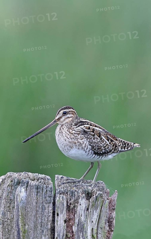 Snipe (Gallinago gallinago), standing on fence posts of a pasture, on moorland, snipe birds, wildlife, nature photography, Ochsenmoor, Naturpark Dümmer See, Hüde, Lower Saxony, Germany