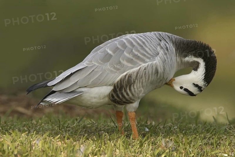 Bar-headed Goose (Anser indicus), Florida, USA