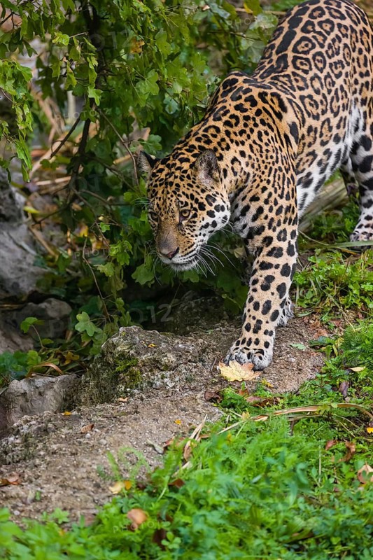 One adult jaguar (Panthera onca) runs across a green meadow down a hill