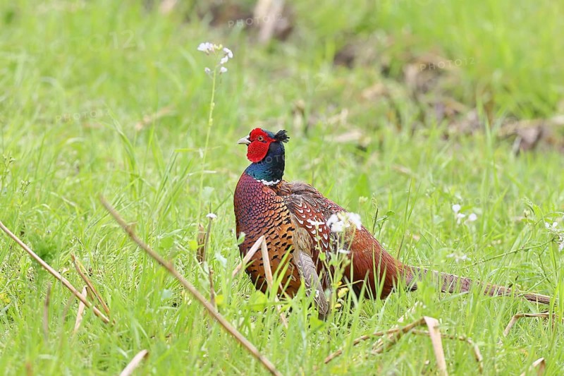 Pheasant, hunting pheasant (Phasianus colchicus), adult male bird in a meadow, wildlife, Lembruch, Ochsen Moor, Dümmer nature park Park, Lower Saxony, Germany